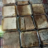 عسل طبیعی ۲۹۰ هزار|خوردنی و آشامیدنی|محمدیه-قزوین, |دیوار
