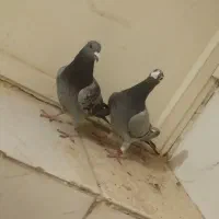 کبوتر پلاکی