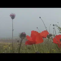 زمین-باغی-متراژ-هزار-مترمربع
