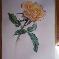 نقاشی آبرنگ گل رز