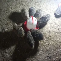 یک جفت بلدرچین بالغ