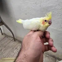 گرینچیک جوجه عروس هلندی مرغ عشق کبوتر