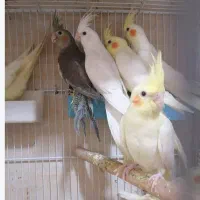 جوجه عروس هلندی