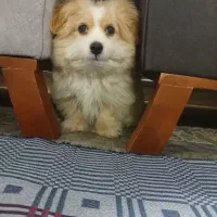 سگ شیتزو مالتیز