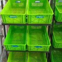 استند میوه و سبزیجات|فروشگاه و مغازه|رشت, پیرکلاچای|دیوار
