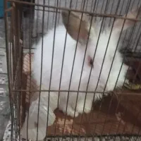 خرگوش لپی|موش و خرگوش|گرگان, |دیوار