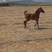 اسب|اسب و تجهیزات اسب‌سواری|یاسوج, |دیوار