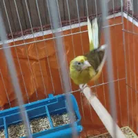 قناری ماده زرد ابلغ یک ساله  ۸۰۰