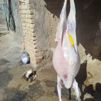 بره نر کشتاری