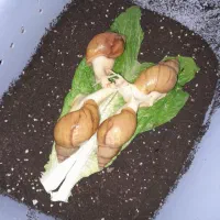 حلزون|خزنده|شیروان (خراسان), |دیوار