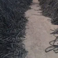 نوار تیپ