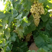 فروش باغ پر درامد