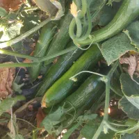 خیار تازه و قلمی رودخانه میراباد