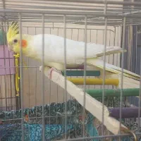 یک جفت عروس هلندی سخنگو