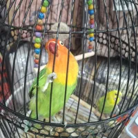 کوتوله برزیلی مفت