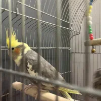 عروس هلندی نر وماده|پرنده|هشتگرد, فاز ۳ مهستان|دیوار