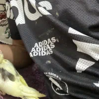 جوان و مولد|پرنده|هشتگرد, فاز ۳ مهستان|دیوار