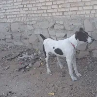 توله نر ۹ ماهه