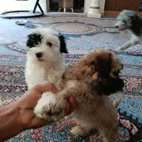 سگ شیت رو پامر|سگ|کرمان, |دیوار