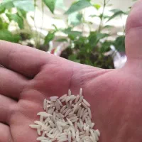 برنج هاشمی به شرط پخت
