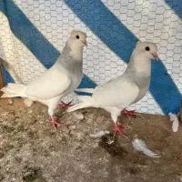 معاوضه میکنم