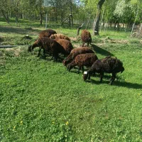 بره ی نر دشتی