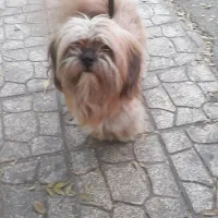 شیتزو کراس نر تربیت شده