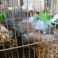 کبوتر دم سفید