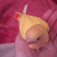 طوطی برزیلی زرد