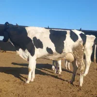 گاوشیری|حیوانات مزرعه|باشتین, |دیوار