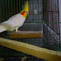 یک عدد عروس هلندی لوتینو