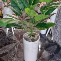 گل ب مناسبت روز مادر