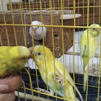 مرغ عشق سخنگو هلندی اسپانگل|پرنده|شهریار, |دیوار