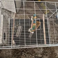 قفس|لوازم جانبی حیوانات|نیشابور, شهرک فرهنگیان|دیوار