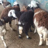 ۸عدد بره نر و ماده پلنگی|حیوانات مزرعه|بروجرد, |دیوار