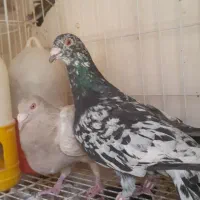 گلی|پرنده|آبپخش, |دیوار