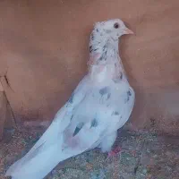 نر سرور|پرنده|قم, تعویض پلاک|دیوار