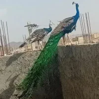 سه عدد طاووس تخم گذار