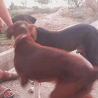 توله سگ دنبالانی حرفی واکسن خورده|سگ|گلی داغ, |دیوار