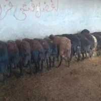 فروش گوسفند|حیوانات مزرعه|شاهین دژ, |دیوار