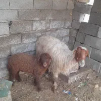گوسفند مطفل نر|حیوانات مزرعه|آبادان, |دیوار