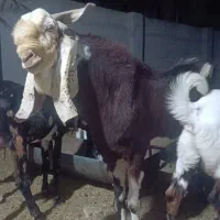 معاوضه نری پاکستانی با بز پاکستانی