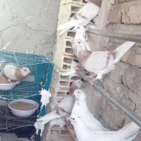 کفتر خوب ۸ یجایی