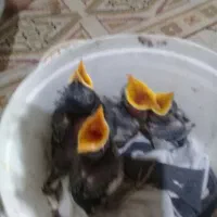 جوجه مینا