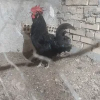 خروس مشکی