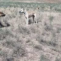 سگ گمشده