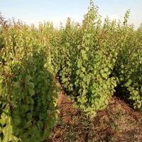 تولید و فروش نهال شناسه دار ۴۰ سال سابقه