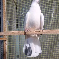 کبوتر|پرنده|گرگان, |دیوار