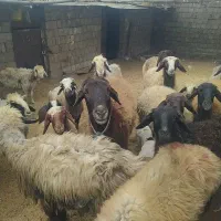 فروش بره سبک|حیوانات مزرعه|سیسخت, |دیوار