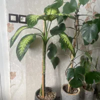 گل آپارتمانی گلدونی|گل و گیاه طبیعی|کرج, کمالشهر|دیوار